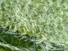 Hyphantria cunea яйца